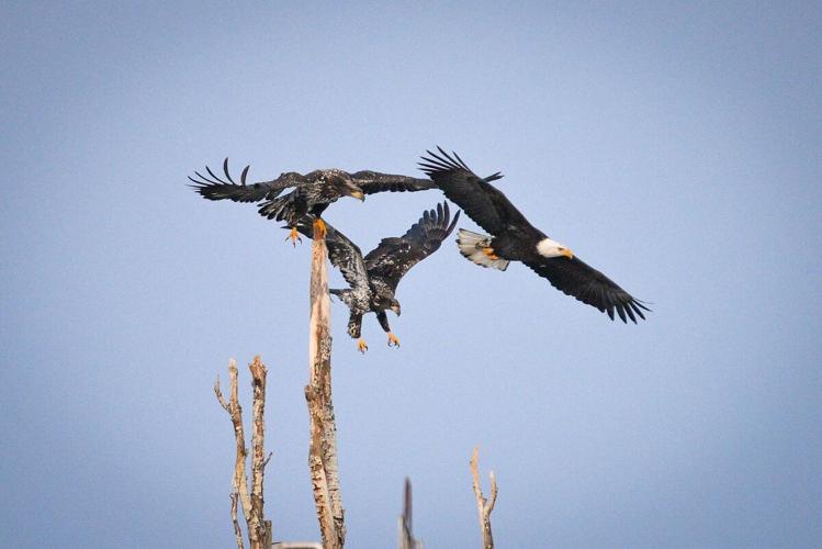 1-8-2022 Eagle tree top 095.jpg