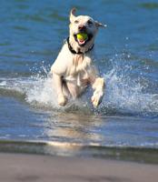 Parks and Rec to hold public meeting on possible dog park