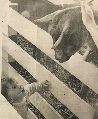 Hood River County Fair 1981