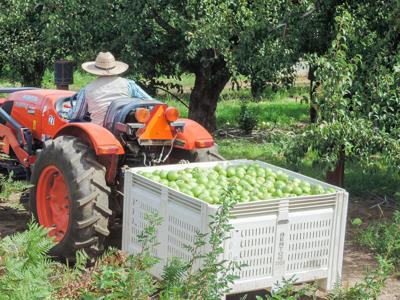 Weather, labor supply smile on pear harvest in HR valley