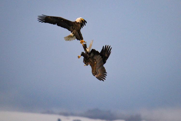 1-8-2022 Eagle Tussle 050.jpg