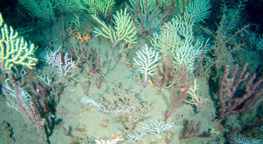 Coral reef long presumed dead rediscovered “teeming with life” off coast of Africa