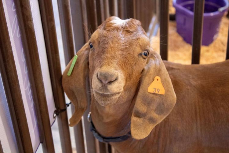 Klickitat County Fair and Rodeo