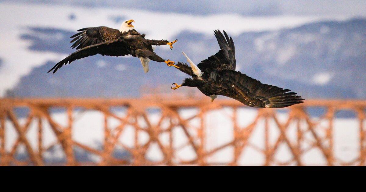 Eagle Watch 2022 at The Dalles Dam