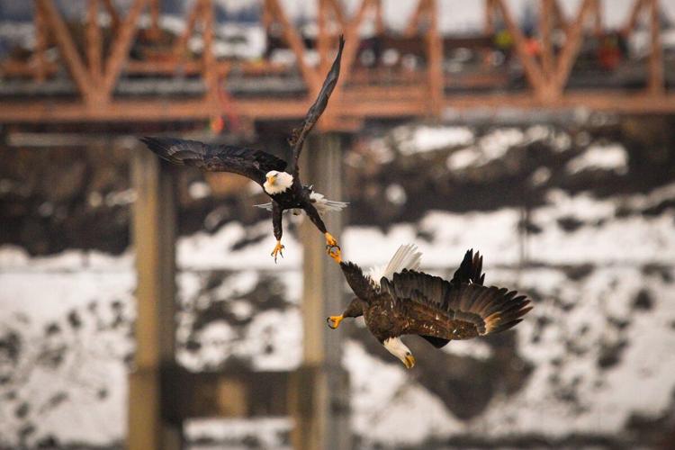 1-8-2022 Eagle tussle 056.jpg