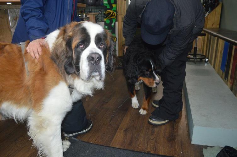 B1 chewy and dash.JPG