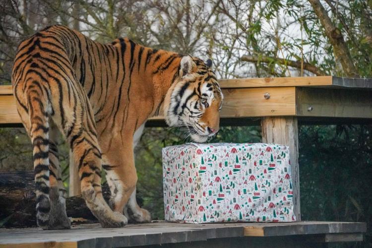Rescued tiger enjoys first Christmas with a tree and presents