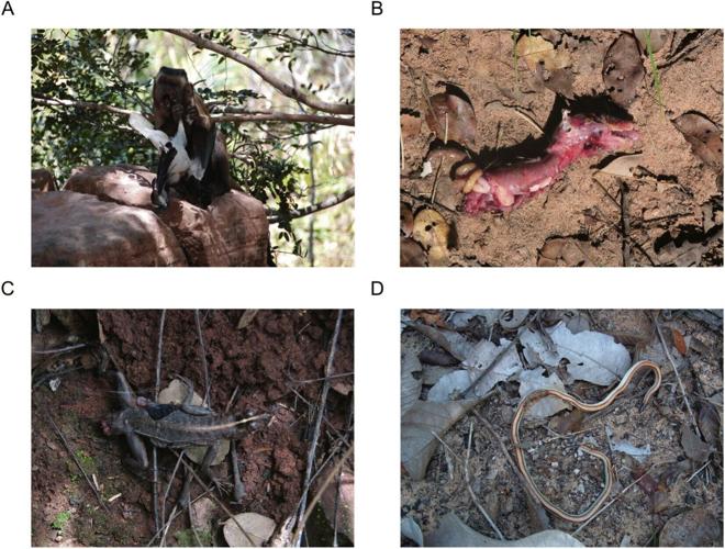 Monkeys hunt for meat – including snakes – when fruit is scarce, shows study