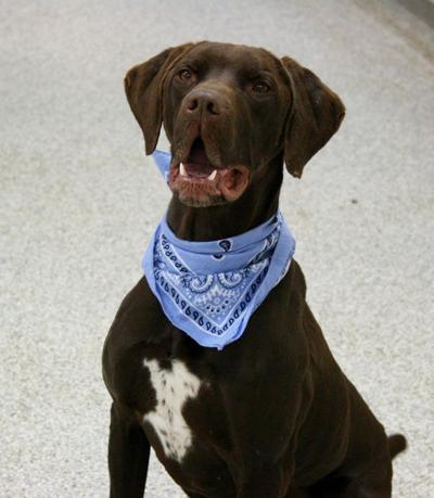 Pet of the Week: Max needs energetic home