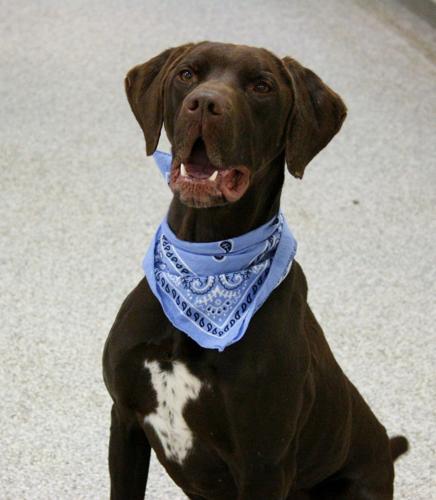 Pet of the Week: Max needs energetic home