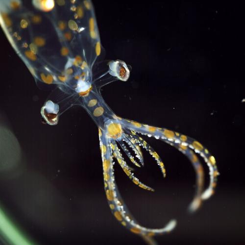 Deep-sea mission uncovers 31 new species – including one living inside another