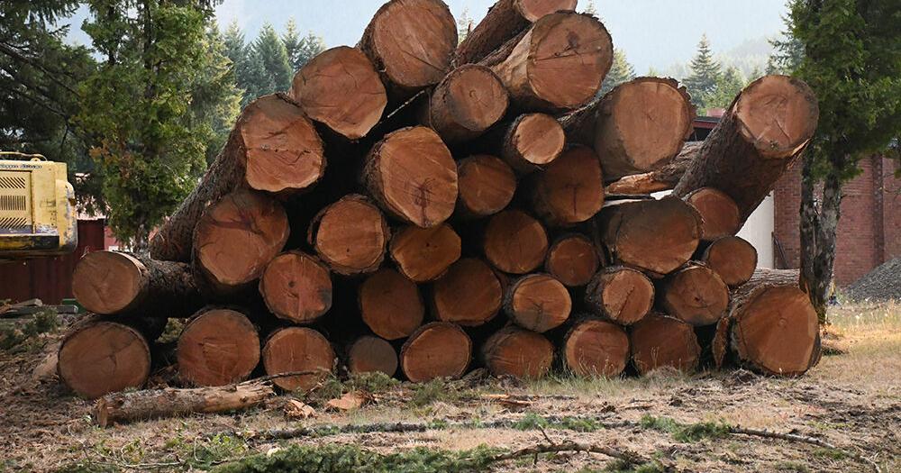 Mill A School logging ceases