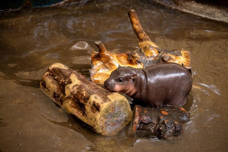 Baby pygmy hippo explores pool in first ever swim