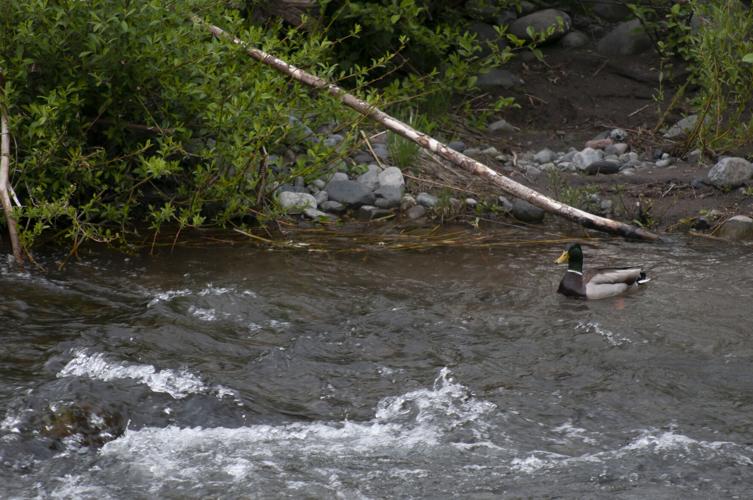 HR Pipe Trail _FRG9086.jpg