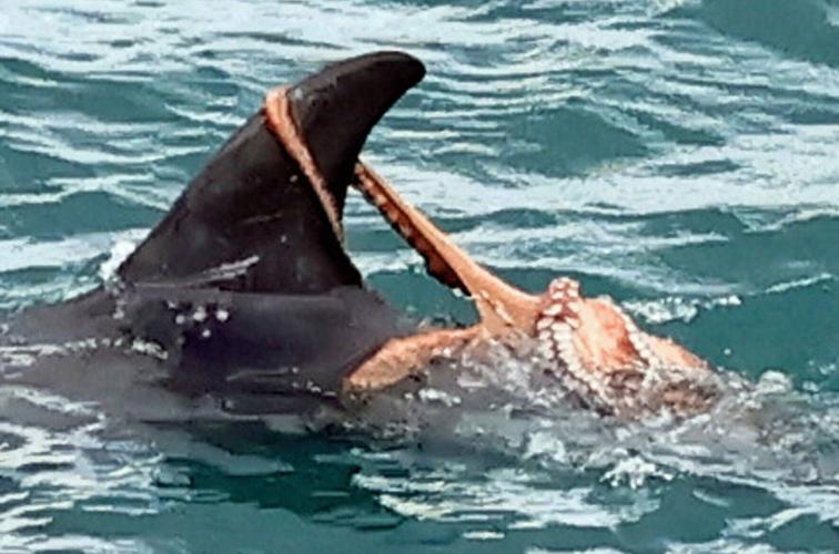 Octopus spotted catching a ride on a dolphin in UK waters