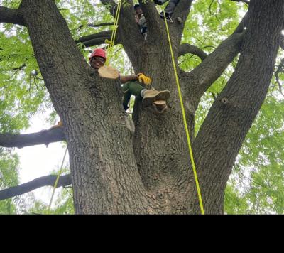 Undergraduate students at the University of Tennessee take their study of trees to new heights.  Sharon Jean-Philippe