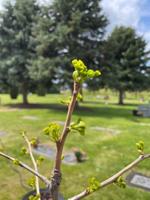 Planting ‘seeds of peace’