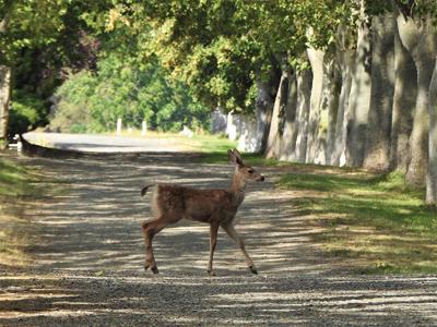 Walking Wild