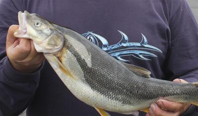 Pikeminnow fishery opens