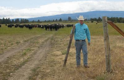 Cows ‘shrink’ under stress