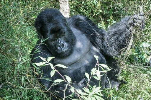 Species in which males are much bigger than females - such as mountain gorillas - are more likely to engage in same-sex sexual behaviour
