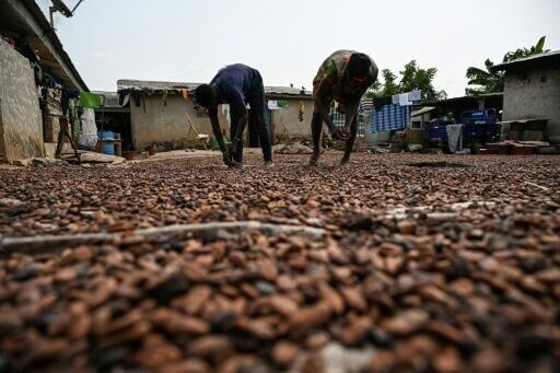 Cocoa accounts for 14 percent of Ivory Coast's gross domestic product