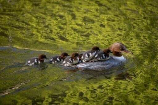 One of the first merganser mums to cross this season took almost 24 hours to make it from the park to the river