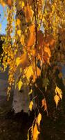 Fall Splendor