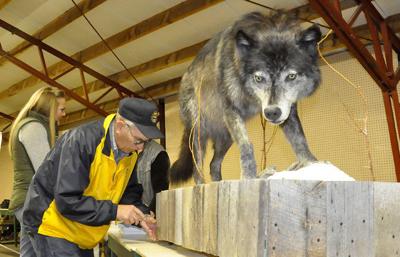 Wolf numbers up, funding down