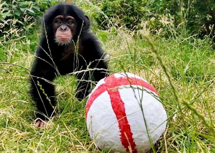 Adorable chimp abandoned at birth predicts England will win World Cup semi-final