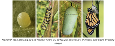 Monarch Lifecycle.png