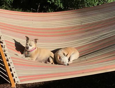 Pet of the Week: Budder and Brindy ‘most precious dogs you could want’
