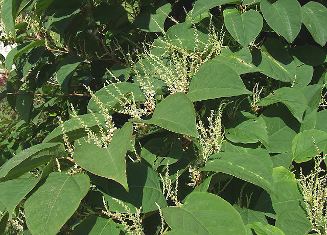 Weed of the Month: This is the best time to eradicate Knotweed
