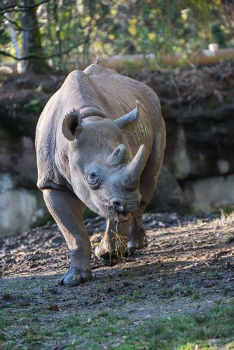 Jozi Oregon Zoo