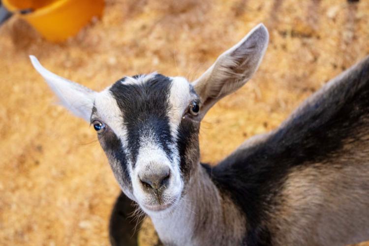Klickitat County Fair and Rodeo