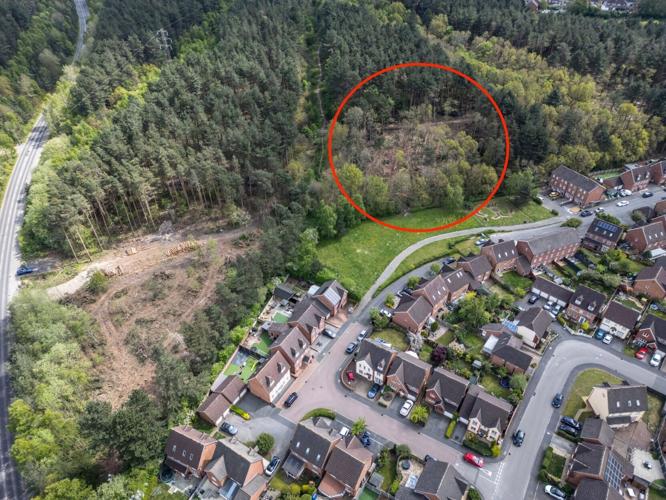Council blunder as protected trees hacked down in historic Sherwood Forest