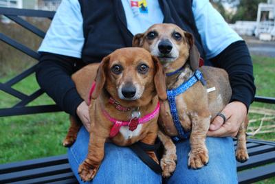 Pet of the Week: Pixie and Charlie Brown are ‘cuddle monsters’