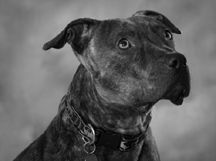 Pet of the Week: ‘Ryder is the romping kind’