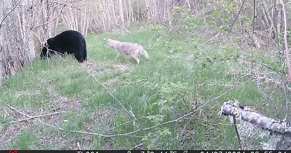 Caught on camera: Coyote sneaks up on unsuspecting bear - Vimarsana News