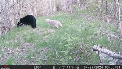A2-3 WILD caught on camera