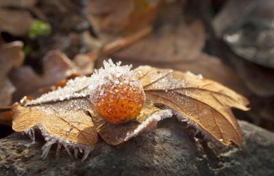 Cold Covering