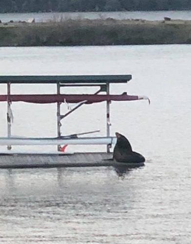 A1 sea lion .jpg