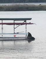 Sea lion ‘lethally removed’ from Hood River Marina