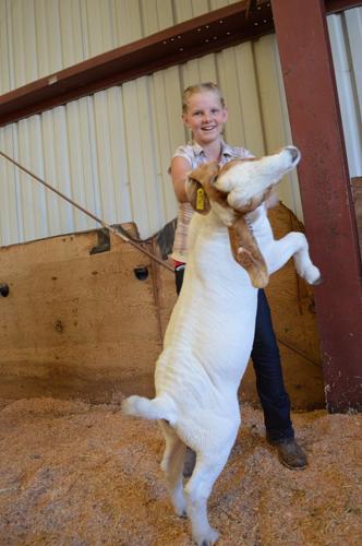 2015 Hood River County Fair, 4-H results, continued