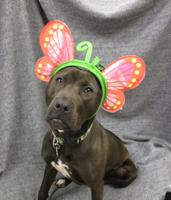 Pet of the Week: Lindy needs daily walks and lots of snuggles