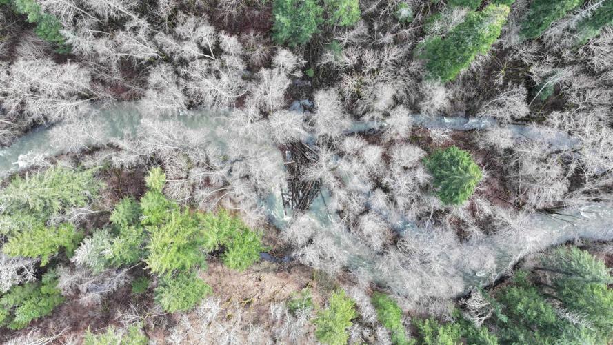 Aerial view of one of the log jams in Rattlesnake Creek. David Lindley photo
