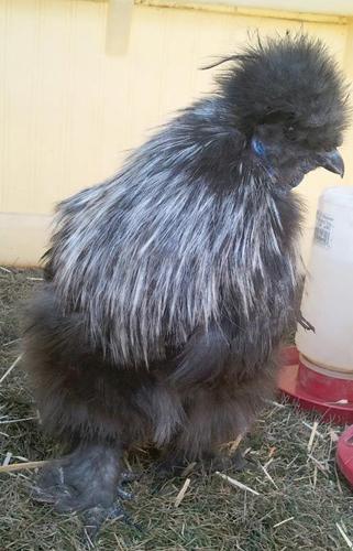 Dufur rooster raises squawk on social media