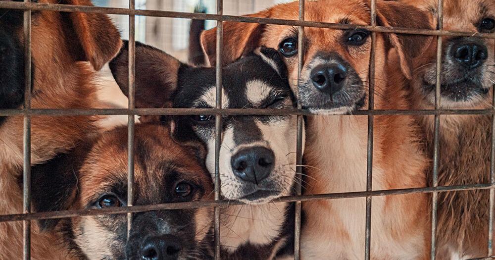 Possible animal shelter pathway