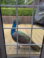 Villagers left baffled after a hungry peacock moved into their back gardens