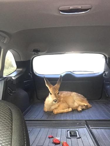 gorge- 7 mile fire thor.jpg